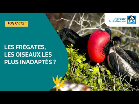 L'oiseau marin le moins adapté à l'océan... - #funfacts
