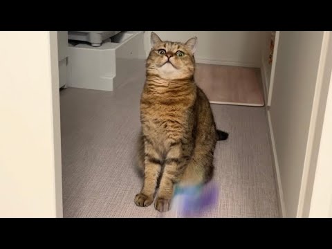 お気に入りのオモチャを急に気持ち悪がる猫なんなん？