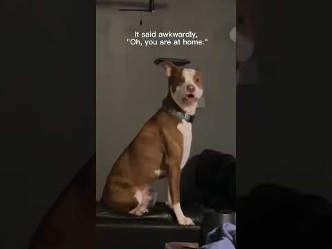 Funny and cute dogs #funnydogs#cute#doglover#doglife#cure#dogshorts#pet#usa