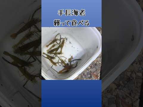 手長海老を獲って食べる。 #アウトドア #釣り