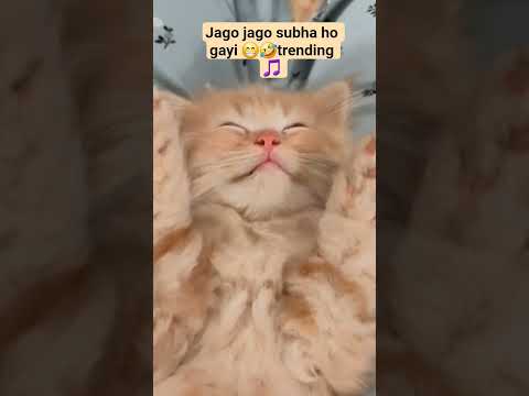 Jaago subha ho gyi #youtubeshorts #viral #trending #shorts#trendingshorts #viralvideo #cat #funny