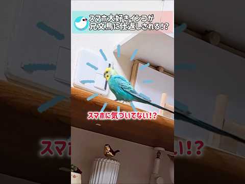 兄文鳥の仕返し!? スマホに気づかないインコの末路 #文鳥 #セキセイインコ #birds #shorts