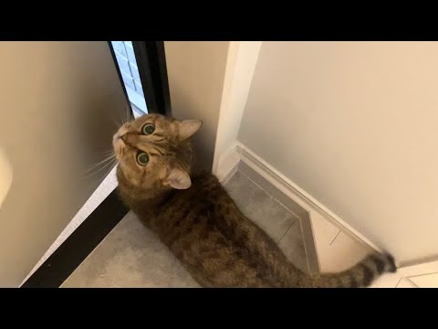 内弁慶で有名な猫を1分間だけ好きに外出させてみた結果…