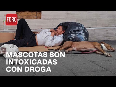 Crecen casos de mascotas intoxicadas por drogas en Ciudad de México - Las Noticias