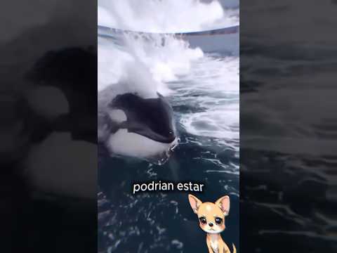Esta orca HUNDE yates junto a su banda en el mar 😱 #shorts #curiosidades #orca