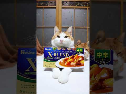 猫の動画サムネイル - X-BLEND CURRY　250502　#ねこ　#のせ猫　 #cat #cute #cutecat #animals #kitten #ネコ #ねこ #funnycats #猫のいる暮らし