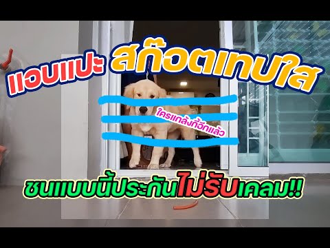 ฝึกหมา!!เอาสก๊อตเทปใสกั้นไว้-ม ฝึกหมา!!เอาสก๊อตเทปใสกั้นไว้-ม