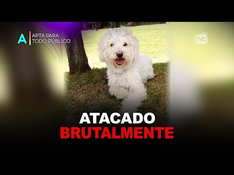 Moradores de Conocoto piden justicia tras el ataque de dos canes contra un perro pequeño