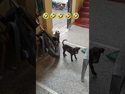 Funny Dog Fight for Chair 😂 | Cutest Puppy Moment | #Shorts. 31 October 2025