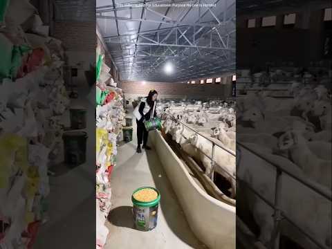 চাইনিজদের  ছাগলের খামার | Goat farm