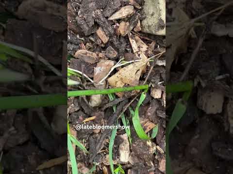 Wolf Spiders loaded with eggs! #garden #wolfspider