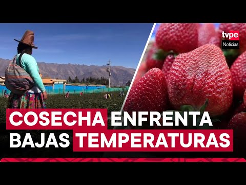 Emprendedora logra plantar fresas en bajas temperaturas #EstadoATuServicio