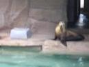 The Sea Lion Song