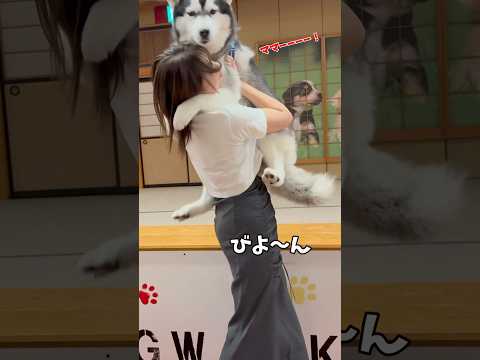 高所恐怖症のハスキーが勇気を出して自らアジリティをやった結果…#シベリアンハスキー#柴犬#おもしろ #shortsvideo #shorts