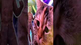 ミーム・ダンシングwith猫【猫ミーム×番長×音MAD】