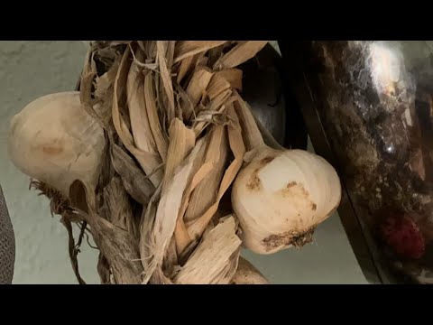 Growing garlic for beginners to harvest late spring 2026