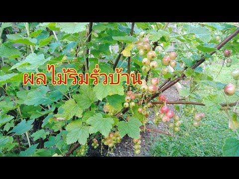 พาชมสวนผลไม้ริมรั่วบ้านแม่จ้าา พาชมสวนผลไม้ริมรั่วบ้านแม่จ้าา