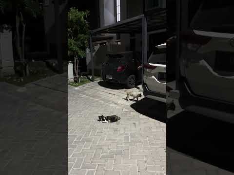 Setelah Kucing Bapao Kalah, Dia Jadi 1 Tim Sama Kucing April. #nizamkucinglucu #cute #cat #貓咪日常 #貓