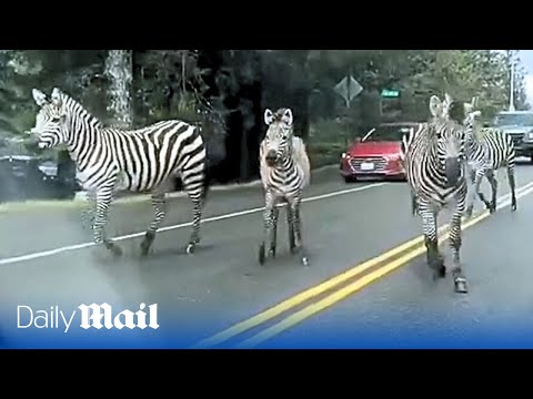 Chaos in Washington: Four runaway zebras cause mayhem along US highway