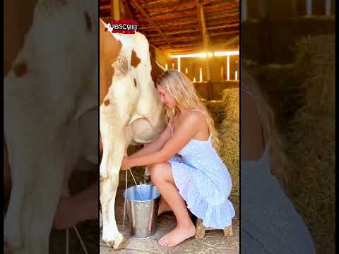 👉 Nobody Expected This From Her 🐄 The Way She Milks… Unbelievable 😳#foryou #trendingshorts #reallife