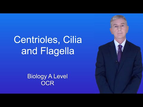 A Level Biology Revision “Centrioles, Cilia and Flagella (OCR)”
