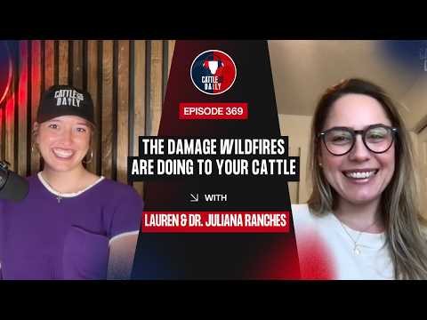 369: The Damage Wildfires Are Doing to Your Cattle with Dr. Juliana Ranches