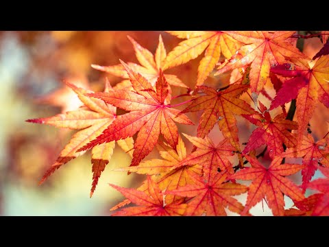 楓 - スピッツ（フル）