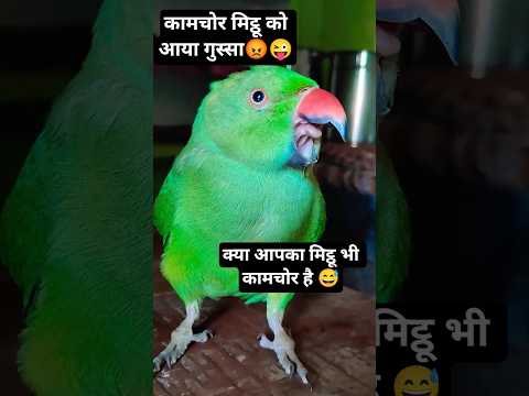 मैं काम चोर नही हूँ 🤨मुझे आराम पसंद है😜😅#mitthu #parrot #shorts #cutebirds #funnypets #ytshorts