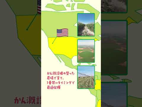 シャキッと！コーンのヒミツ①