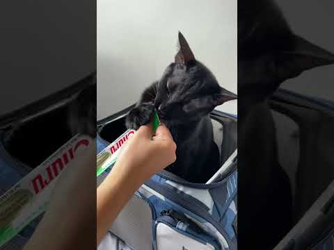 #cat #catlover #churu #treats #blackcat