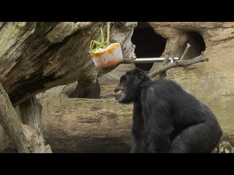 Helados para los primates de Bioparc para combatir el calor