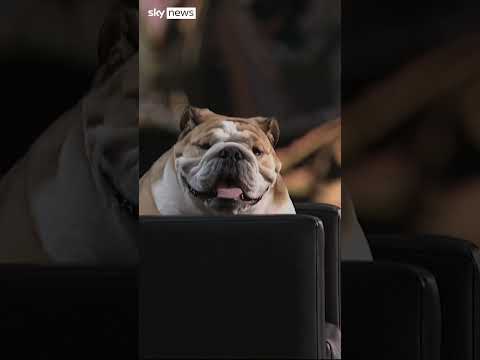Governor upstaged by his dog at RNC