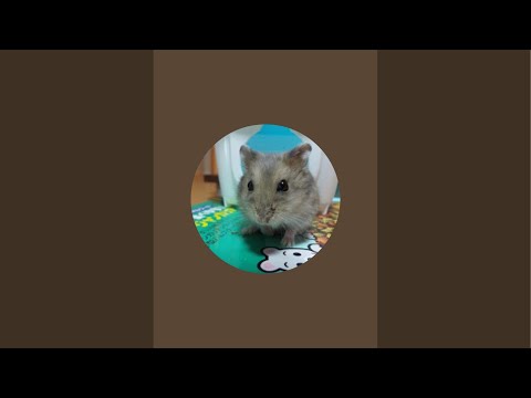 【とある男の朝自習室】~8:50まで頑張りましょう！(study with me)　※次回は夏休みに入ってからになっちゃうかもです…