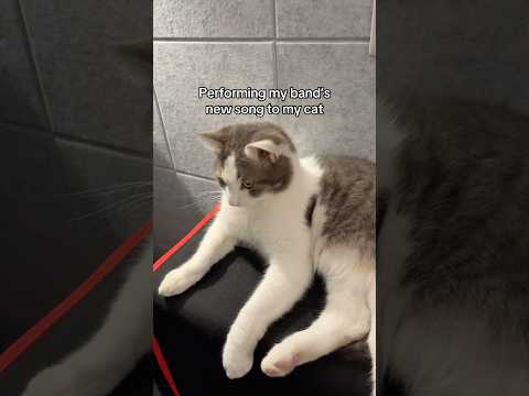 I think he liked it #cat #cats #band #musician #newmusic #altmusic