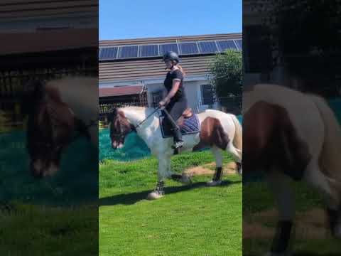 throwback to a few months ago #horses #horse #horsegirl #horsegirls #equestrian #equestrians