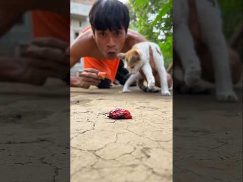 Spice, Replacing the rotten strawberries with fresh watermelon finally paid off #shorts #millipede