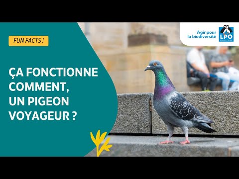 Ça fonctionne comment, un pigeon voyageur ? - #funfacts