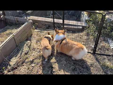 春が来たので、新居の庭に「ドッグラン」を作ってあげた結果…