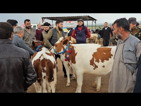 سوق البقر اليوم في بشمارون بكيرة والدة لجبة نصيا حركة السوق بتاريخ 10/25لتواصل 0997192642