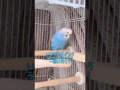 いつもありがとうをうみくんから皆さんへ💙 #セキセイインコ #うみ #お喋りインコ