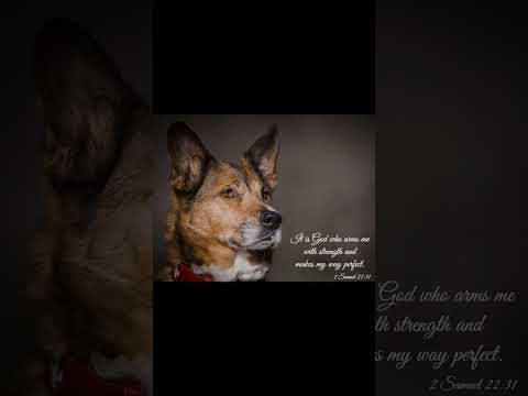 #worshipmusic #gospelmusic #christianmusic #music #love #dailybibleverse #christiansongs #dog