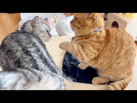 猫の動画サムネイル - 若頭は親分に言いたいことがあったけど...