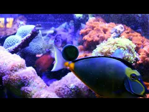 Another Christmas at Alpine Koi & Reef (Christmas  This video was made for a christmas promotion at Alpine Koi & Reef. These Sera Marin Spirulina Graze