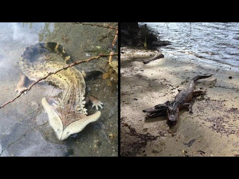 10 Extraños Animales Mutantes que fueron Famosos en Internet