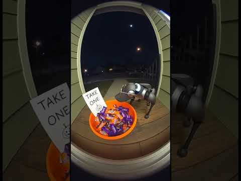 Only one #shorts #robotdogs #robotics