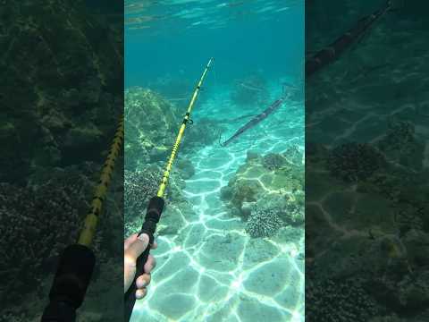 泳ぎながら釣りしたら予想外の魚が釣れた # #釣り #さかな #fishing #cornetfish #ヤガラ