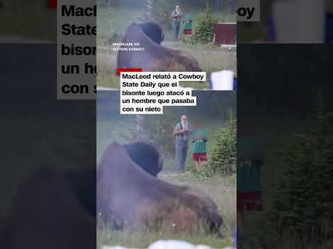 Un bisonte lanza a un hombre por los aires en Yellowstone