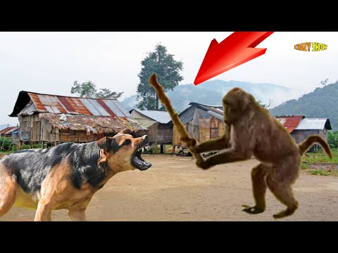 10 Epic Moments When Dogs Regretted Messing With Monkeys
