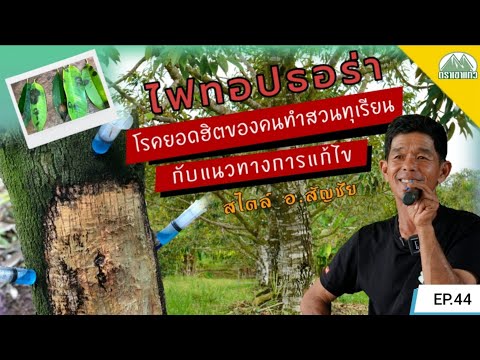 EP.44-ไฟทอปธอร่าในทุเรียนเกิดข EP.44-ไฟทอปธอร่าในทุเรียนเกิดข