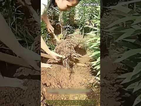 약용 식용 백합 구근 전통 굴착 수확 공정 #<strong>worker</strong> #process #harvest #farming #agriculture